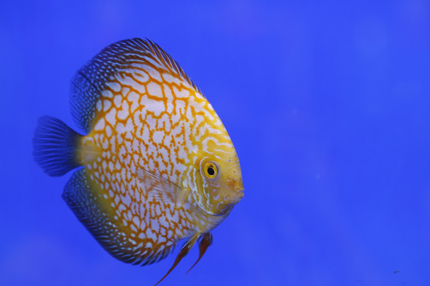 Discus риби
 - Фото, зображення