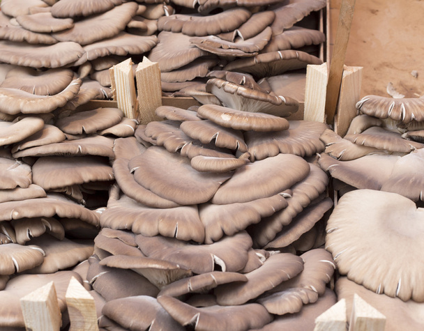 Funghi di cavolfiore al mercato
 - Foto, immagini