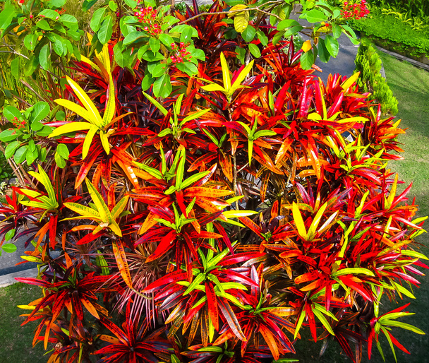 Close up de folhas tropicais em Bali - Foto, Imagem
