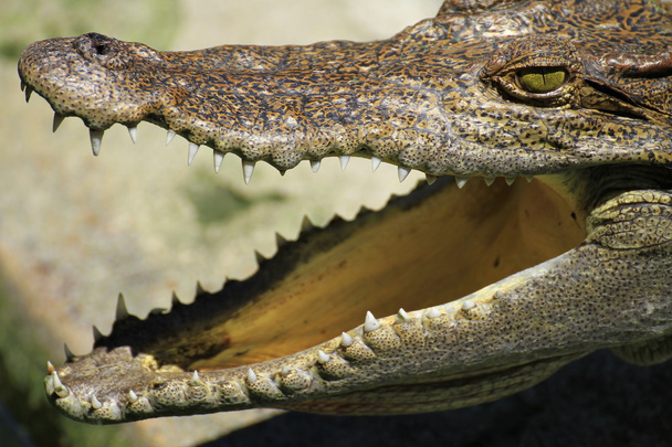 Krokodil mit offenem Mund - Foto, Bild