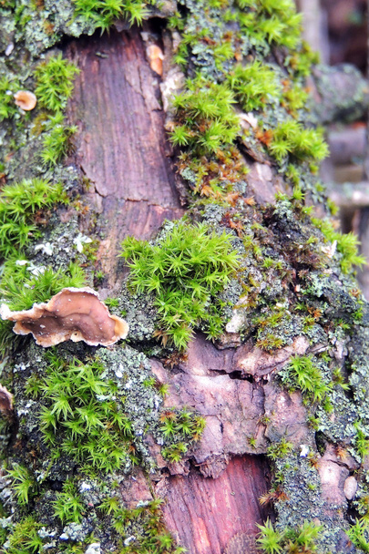 Moss, Leaf op Moss, Moss herfst, forest moss, zaden, natuur, dieren in het wild, Micro moss  - Foto, afbeelding