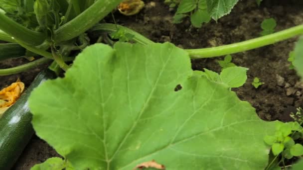 Groene courgette courgettes komkommer - Video