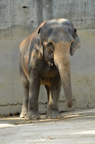 Elefante nello zoo
 - Foto, immagini