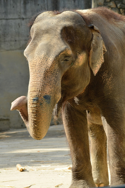 elephant in ZOO - Photo, Image