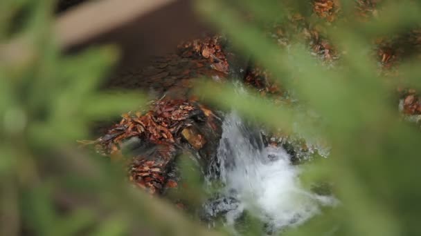 wodospad w jesiennym lesie - Materiał filmowy, wideo
