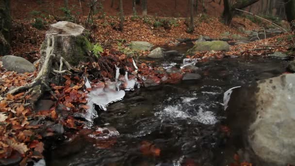 Strumień w jesiennym lesie - Materiał filmowy, wideo