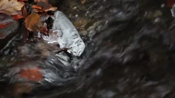 strumień w zimowym lesie - Materiał filmowy, wideo