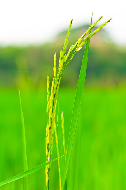 Espigueta de arroz
 - Foto, Imagem
