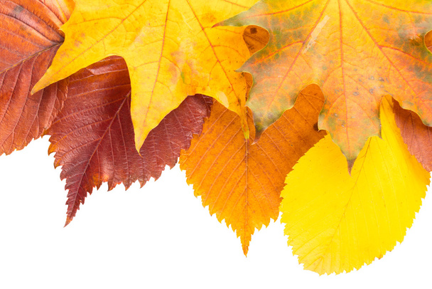 colorful autumn leafs  - Foto, imagen