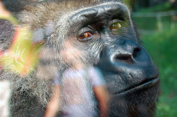 close up of gorilla's portrait - Fotoğraf, Görsel