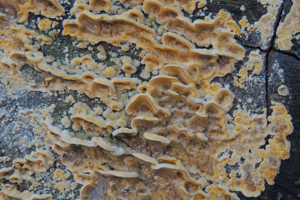 Orman mantarı mantar - Fotoğraf, Görsel