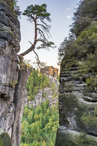 Tree at a rock in the Elbe Sandstone Mountains - Φωτογραφία, εικόνα