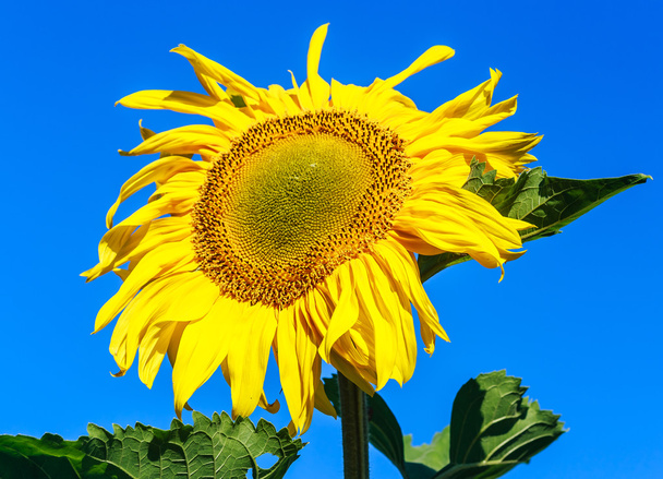 Sunflower on a field against blue sky. Shallow depth of field - Photo, Image