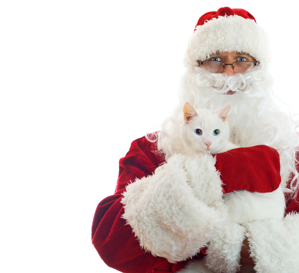 Santa Claus holding white cat. Space Isolated on white backgroun - Zdjęcie, obraz