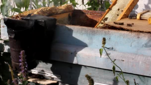 Zähmung der Bienen durch Rauch - Filmmaterial, Video