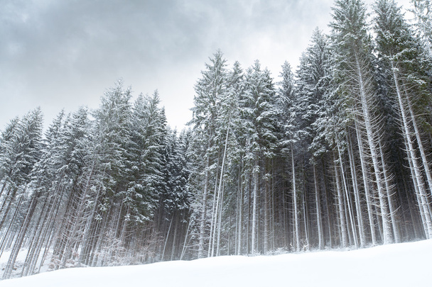Atmospheric winter forest landscape - 写真・画像