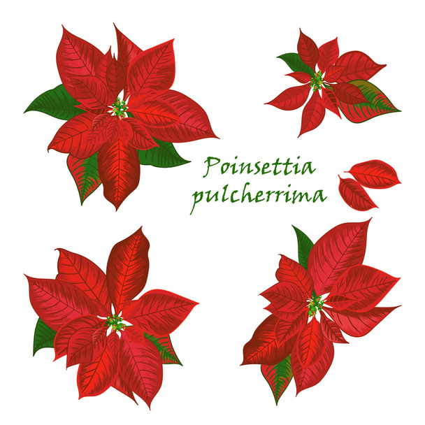 Set of Poinsettia flowers in red color - Vector, Image