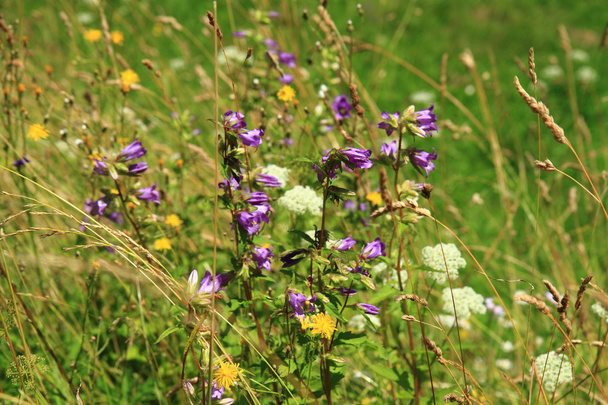 květiny v travnaté hřiště - Fotografie, Obrázek