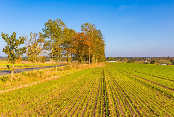 天気の良い日に秋のフィールドを持つポーランドの農村景観 - 写真・画像