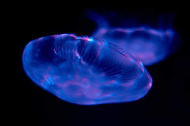 jellyfish isolated on black sea close up detail - Photo, Image