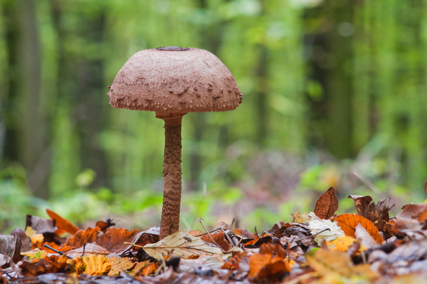 Cogumelo Parasol. Maravilhoso cogumelo comestível Macrolepiota procera
 - Foto, Imagem