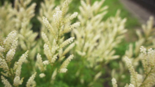 Aruncus is genus of clump forming herbaceous perennial plants in family Rosaceae. They are closely related to genera Filipendula and Spiraea. - Footage, Video