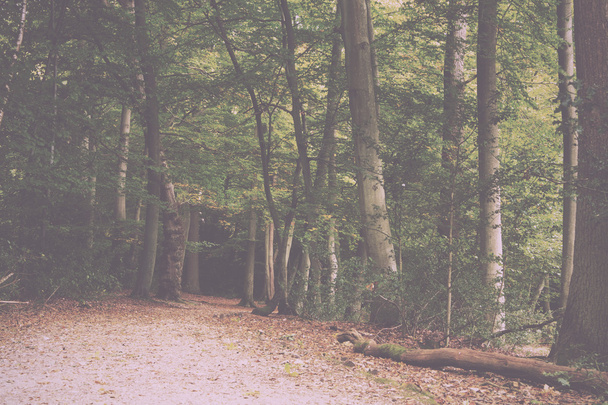 Bosque escena a principios de otoño Vintage Retro Filter
. - Foto, imagen
