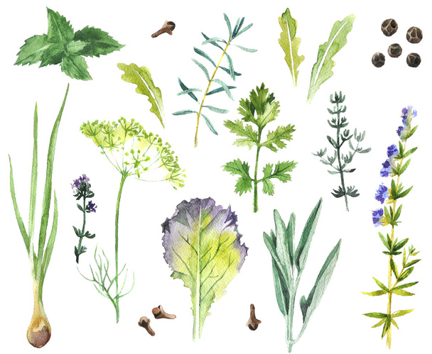 watercolor herbs and spices collection - Fotoğraf, Görsel