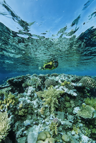 SUDAN, Mar Rosso, Sanghaneb Reef, U.W. fotografia, Snorkeling della barriera corallina - FILM SCAN
 - Foto, immagini