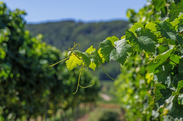 Виноградник у землі Рейнланд-Пфальц - Фото, зображення