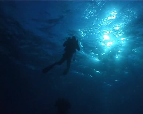 duikers - Video