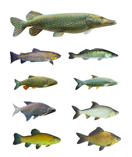 Freshwater fish - Foto, afbeelding
