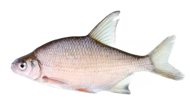 銀鯛 （abramis brama) は家族コイ科に属する魚新鮮なまたは塩気のある水です。. - 写真・画像