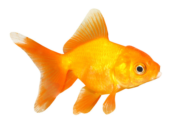 Gold fish. - Photo, Image