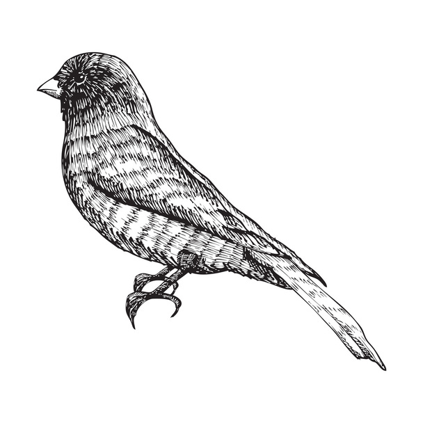Bird ink line drawing - Vektör, Görsel
