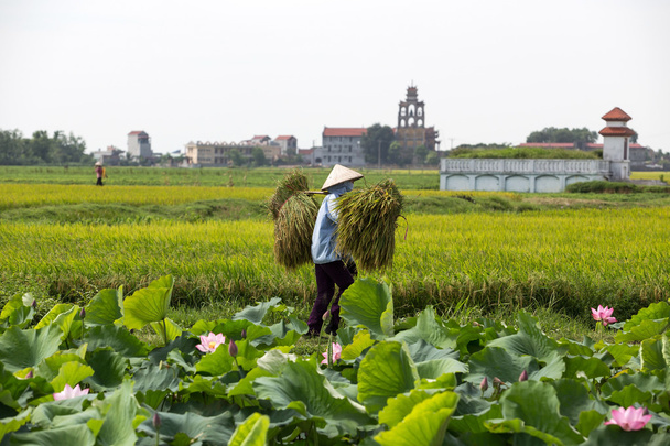 Grupa niezidentyfikowanych rolników są zbiory ryżu - Zdjęcie, obraz