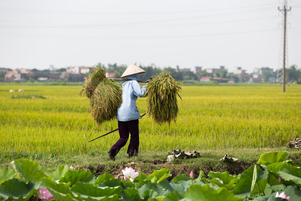 Grupa niezidentyfikowanych rolników są zbiory ryżu - Zdjęcie, obraz