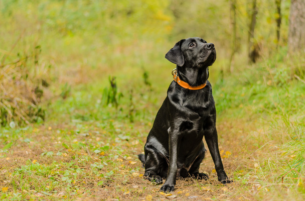 dog, labrador, black, pet, loyalty, friendship, portrait, animal - Fotografie, Obrázek