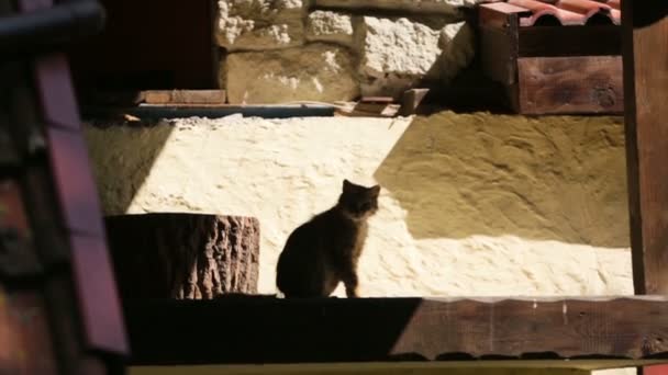 Jonge Britse Cyperse kat lopen op bank dicht op 4k. Leuk klein katje lopen alleen en langzaam op houten bank rugleuning met groene natuur op achtergrond. Loop naar de camera. - Video