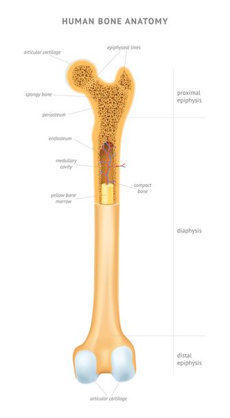 Anatomía ósea humana
 - Vector, imagen