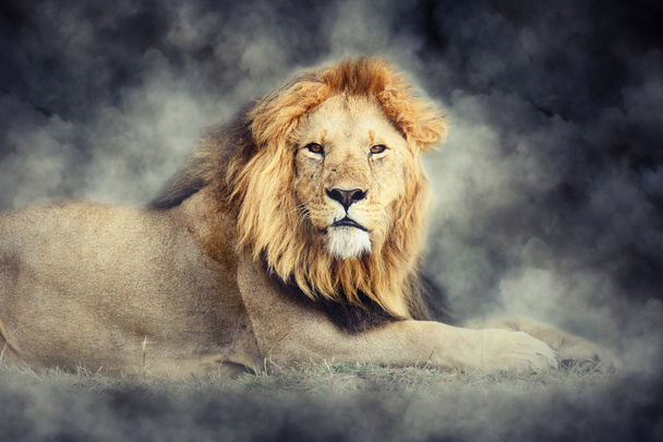 Leijona savussa tummalla pohjalla
 - Valokuva, kuva