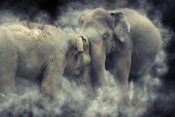 煙の中の象 - 写真・画像