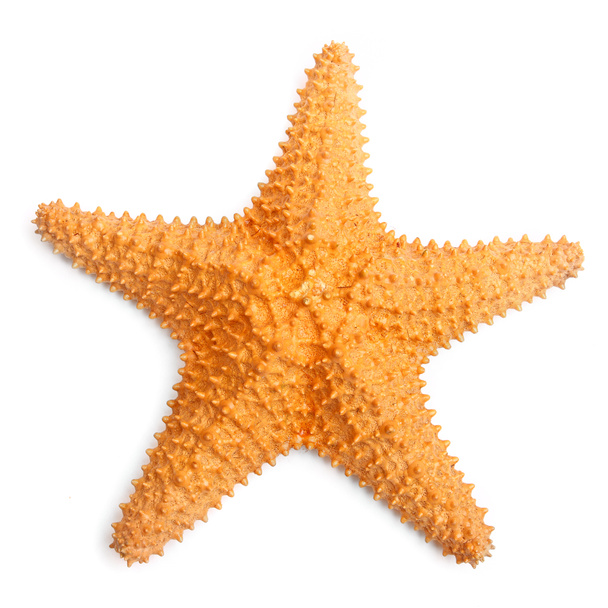 La estrella de mar caribeña
. - Foto, imagen