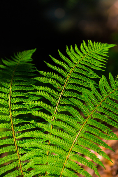 Fern leaves detail, on a bright spring day in the forest - Photo, Image