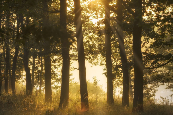 Floresta nebulosa no início da manhã - Foto, Imagem