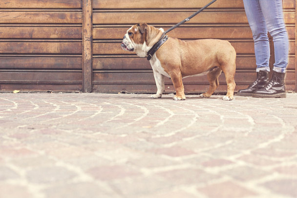 owner with her bulldog walking in a urban city - Zdjęcie, obraz