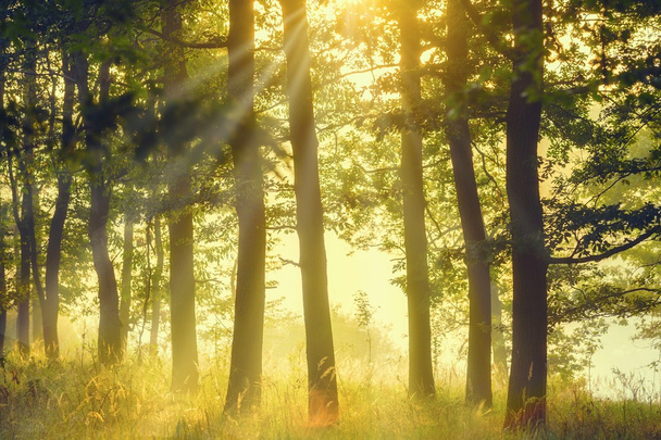 mistig bos in de vroege ochtend - Foto, afbeelding