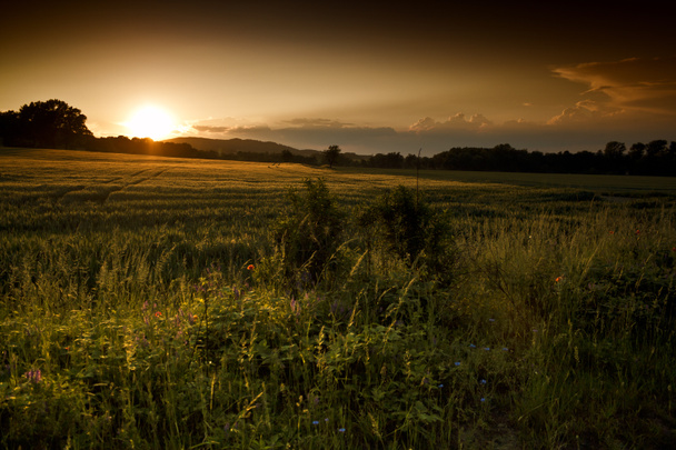 Mooie zomerse zonsondergang over de velden en het bos - Foto, afbeelding