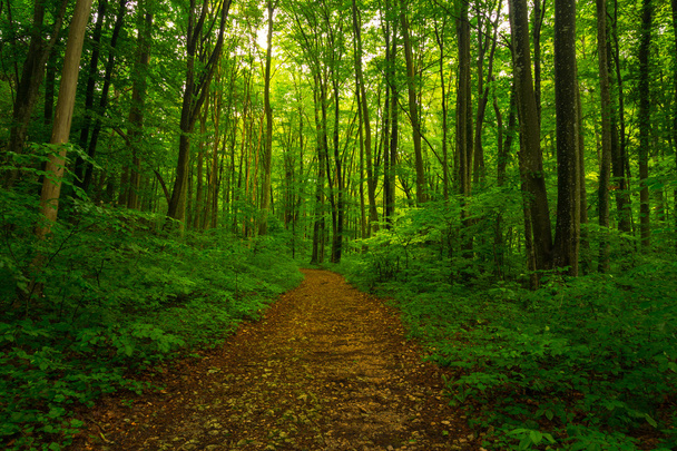 Prachtige omgeving in het bos in de vroege zomer, met mist en groen gebladerte - Foto, afbeelding