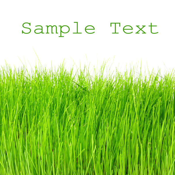 Fresh spring grass with easy removable text. - Foto, immagini